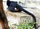 動物図鑑・フランソワルトン 4